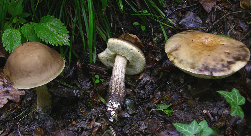 Risposte griglia 2 (marted� 29 maggio)